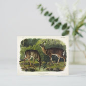 Common (White-tailed) Deer - Audubon Quadrupeds Briefkaart (Staand voorkant)