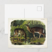 Common (White-tailed) Deer - Audubon Quadrupeds Briefkaart (Voorkant / Achterkant)