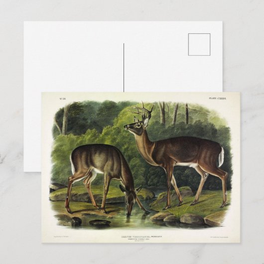Common (White-tailed) Deer - Audubon Quadrupeds Briefkaart (Voorkant / Achterkant)