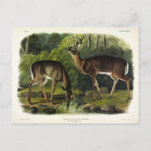 Common (White-tailed) Deer - Audubon Quadrupeds Briefkaart (Voorkant)