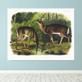 Common (White-tailed) Deer - Audubon Quadrupeds Canvas Afdruk (Insitu (Houten vloer))