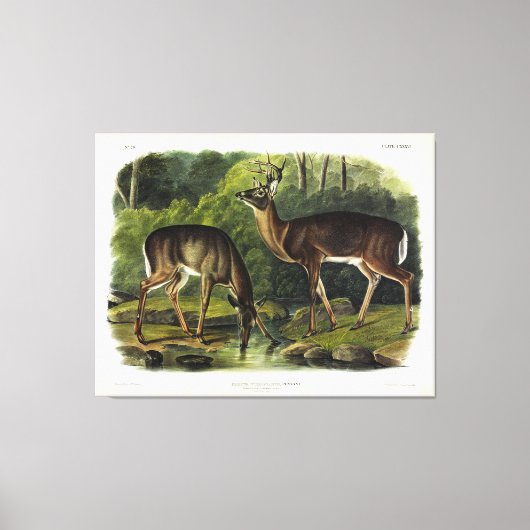 Common (White-tailed) Deer - Audubon Quadrupeds Canvas Afdruk (Voorkant)