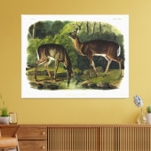 Common (White-tailed) Deer - Audubon Quadrupeds Canvas Afdruk (Insitu (Woonkamer))