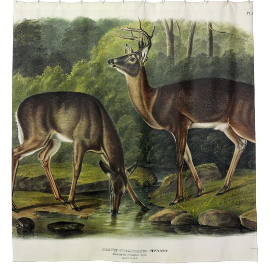 Common (White-tailed) Deer - Audubon Quadrupeds Douchegordijn (Voorkant)