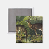 Common (White-tailed) Deer - Audubon Quadrupeds Magneet (Voorkant / Achterkant)