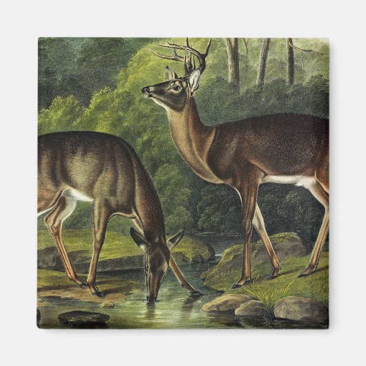 Common (White-tailed) Deer - Audubon Quadrupeds Magneet (Voorkant)
