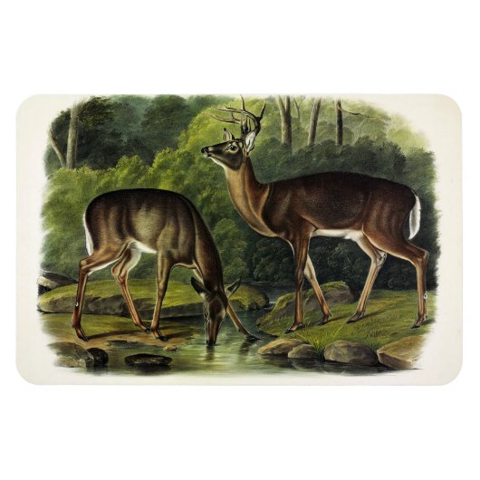 Common (White-tailed) Deer - Audubon Quadrupeds Magneet (Horizontaal)