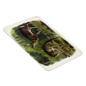 Common (White-tailed) Deer - Audubon Quadrupeds Magneet (Rechterzijde)