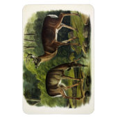 Common (White-tailed) Deer - Audubon Quadrupeds Magneet (Verticaal)