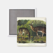 Common (White-tailed) Deer - Audubon Quadrupeds Magneet (Voorkant / Achterkant)