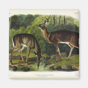Common (White-tailed) Deer - Audubon Quadrupeds Magneet