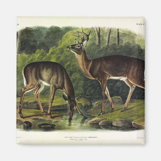 Common (White-tailed) Deer - Audubon Quadrupeds Magneet (Voorkant)