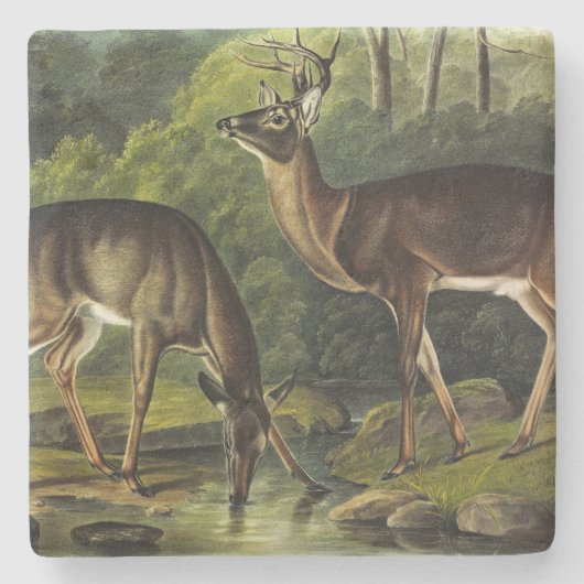 Common (White-tailed) Deer - Audubon Quadrupeds Stenen Onderzetter (Voorkant)