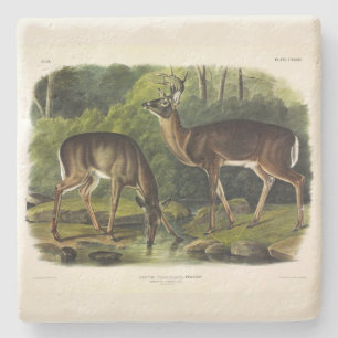 Common (White-tailed) Deer - Audubon Quadrupeds Stenen Onderzetter