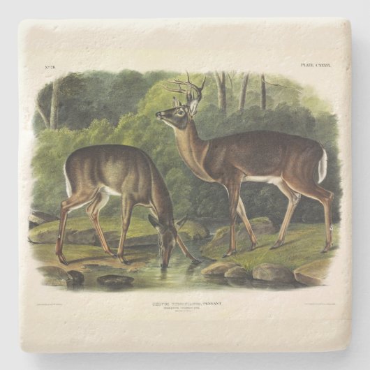 Common (White-tailed) Deer - Audubon Quadrupeds Stenen Onderzetter (Voorkant)