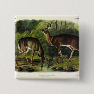 Common (White-tailed) Deer - Audubon Quadrupeds Vierkante Button 5,1 Cm