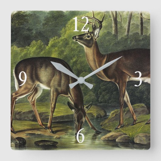 Common (White-tailed) Deer - Audubon Quadrupeds Vierkante Klok (Voorkant)