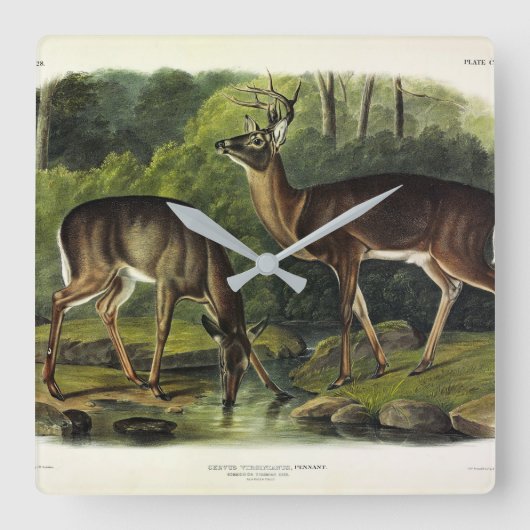 Common (White-tailed) Deer - Audubon Quadrupeds Vierkante Klok (Voorkant)