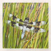 Common Whitetail Skimmer Dragonfly Foto Glazen Onderzetter (Voorkant)
