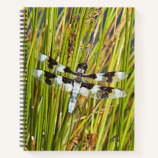 Common Whitetail Skimmer Dragonfly Foto Notitieboek (Voorkant)
