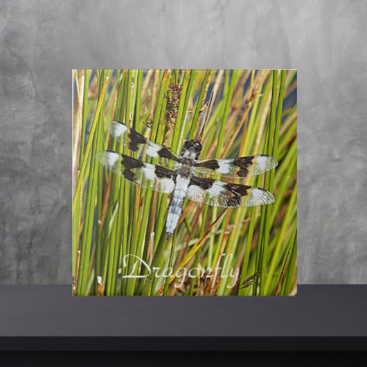 Common Whitetail Skimmer Dragonfly Foto Tegeltje