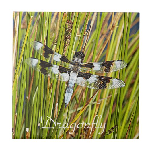 Common Whitetail Skimmer Dragonfly Foto Tegeltje (Voorkant)