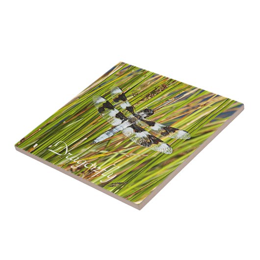 Common Whitetail Skimmer Dragonfly Foto Tegeltje (Zijkant)