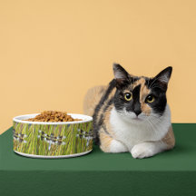 Common Whitetail Skimmer Dragonfly Foto
