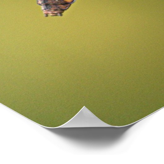 Common Whitetail Skimmer Dragonfly Vrouw. Poster (Hoek)