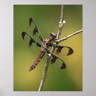 Common Whitetail Skimmer Dragonfly Vrouw. Poster