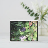Common Wild Blackberry Briefkaart Postcrossing (Staand voorkant)
