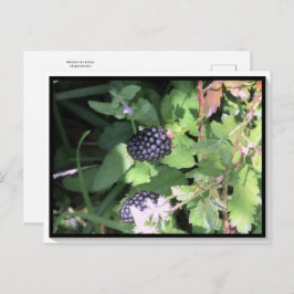 Common Wild Blackberry Briefkaart Postcrossing