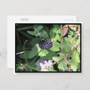 Common Wild Blackberry Briefkaart Postcrossing