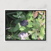 Common Wild Blackberry Briefkaart Postcrossing (Voorkant)