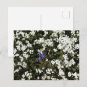 Common Yarrow & Grape Hyacint DIY Briefkaart (Voorkant / Achterkant)