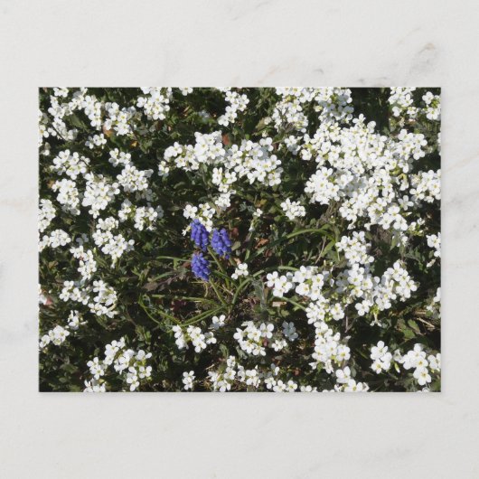 Common Yarrow & Grape Hyacint DIY Briefkaart (Voorkant)