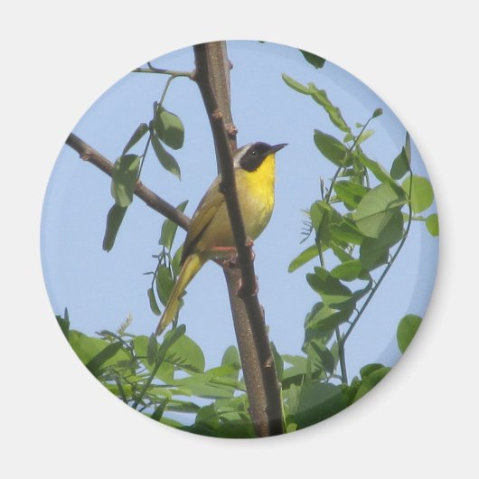 Common Yellowthroat Warbler magnet (Voorkant)