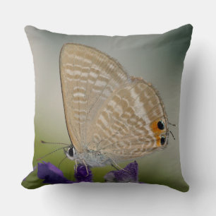 Common Zebra Blue Butterfly Kussen