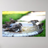 Communal Bath Poster (Voorkant)