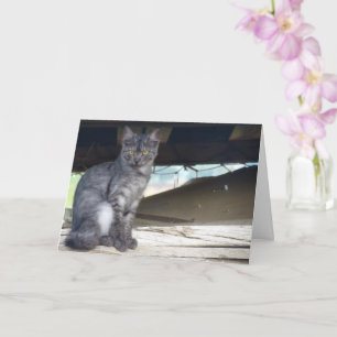 Community Cat Portrait Card Kaart