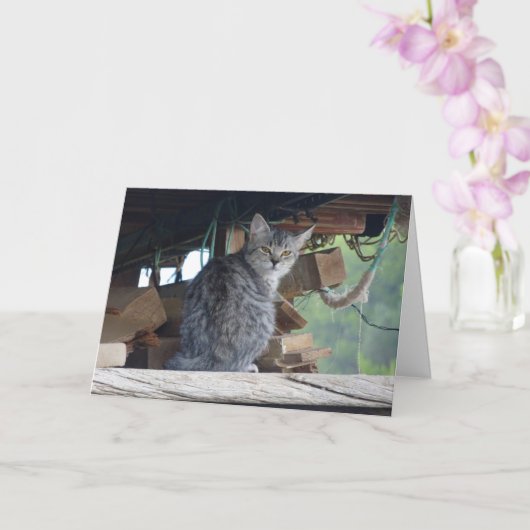 Community Cat Portrait Card Kaart (Orchidee)