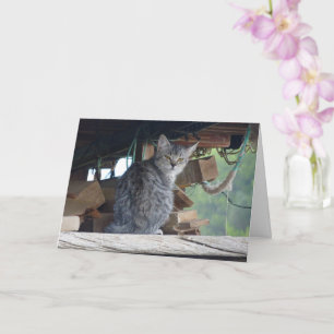 Community Cat Portrait Card Kaart