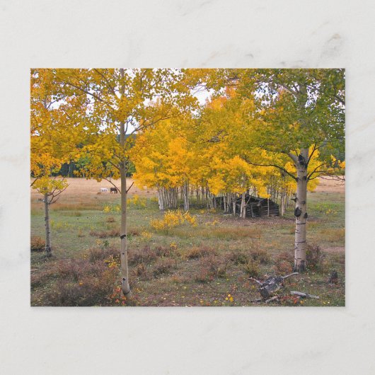 Como Creek, Colorado Briefkaart (Voorkant)