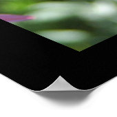 Como Park Butterfly Poster (Hoek)