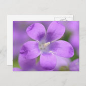 Companulair Briefkaart (Voorkant / Achterkant)