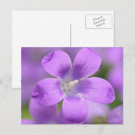 Companulair Briefkaart (Voorkant / Achterkant)