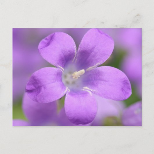 Companulair Briefkaart (Voorkant)