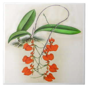  Comparettia Speciosa Orchidee Flower Tegeltje
