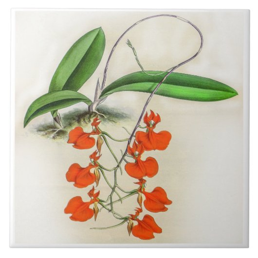 Comparettia Speciosa Orchidee Flower Tegeltje (Voorkant)