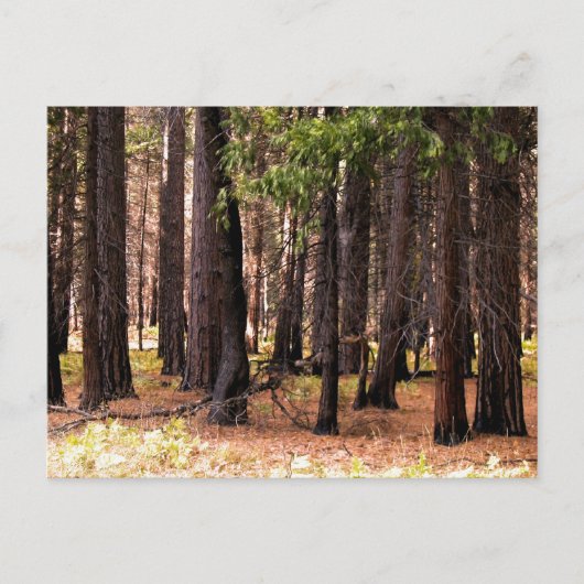 Compassie doet ertoe briefkaart (Voorkant)